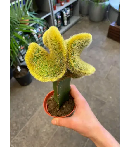 Crested /coral cactus 5”growing pot