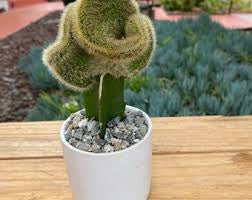 Crested /coral cactus 5”growing pot