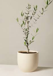 Olive in growing pot