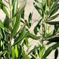 Olive in growing pot