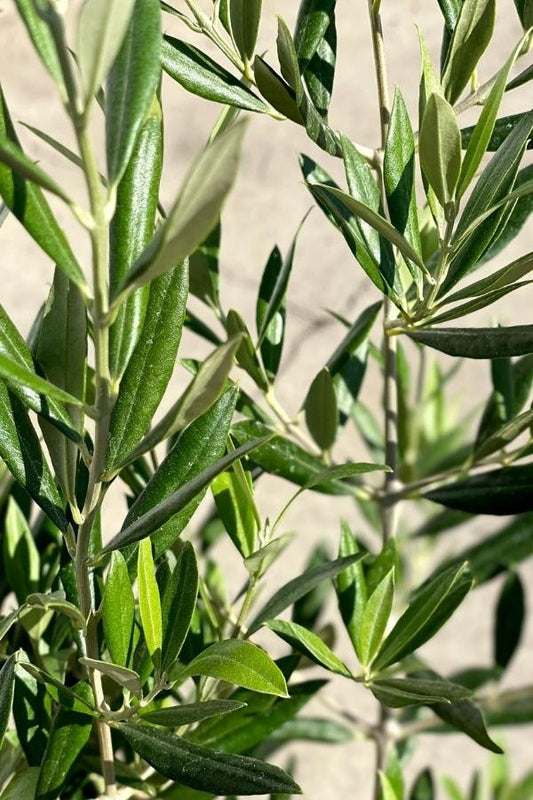 Olive in growing pot