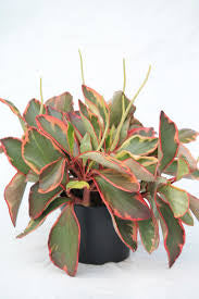 Peperomia Tri-color