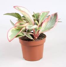 Peperomia Tri-color