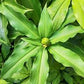 Costus Igneus (Insulin Plant)