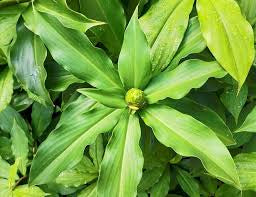 Costus Igneus (Insulin Plant)