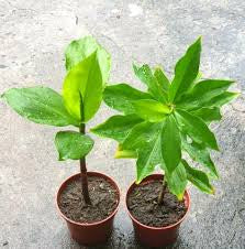 Costus Igneus (Insulin Plant)