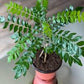 Curry leaf growing pot