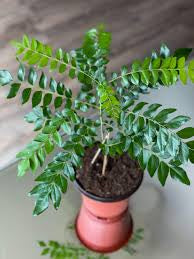 Curry leaf growing pot