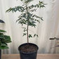 Neem 6” grower pot