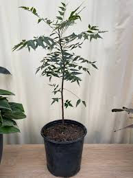 Neem 6” grower pot