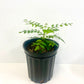 Curry leaf growing pot