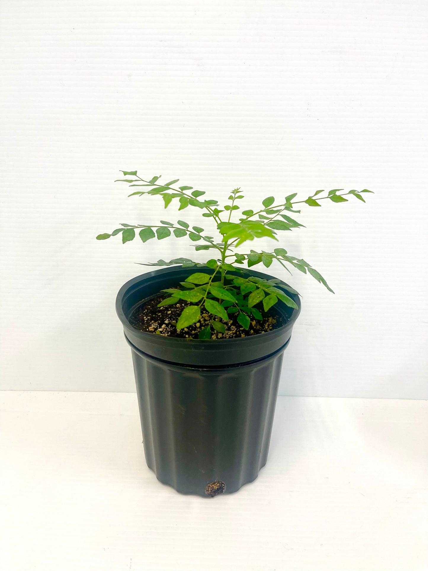 Curry leaf growing pot