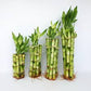 Lucky bamboo Dracaena straight