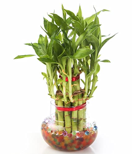 3 layer small lucky bamboo cake bamboo