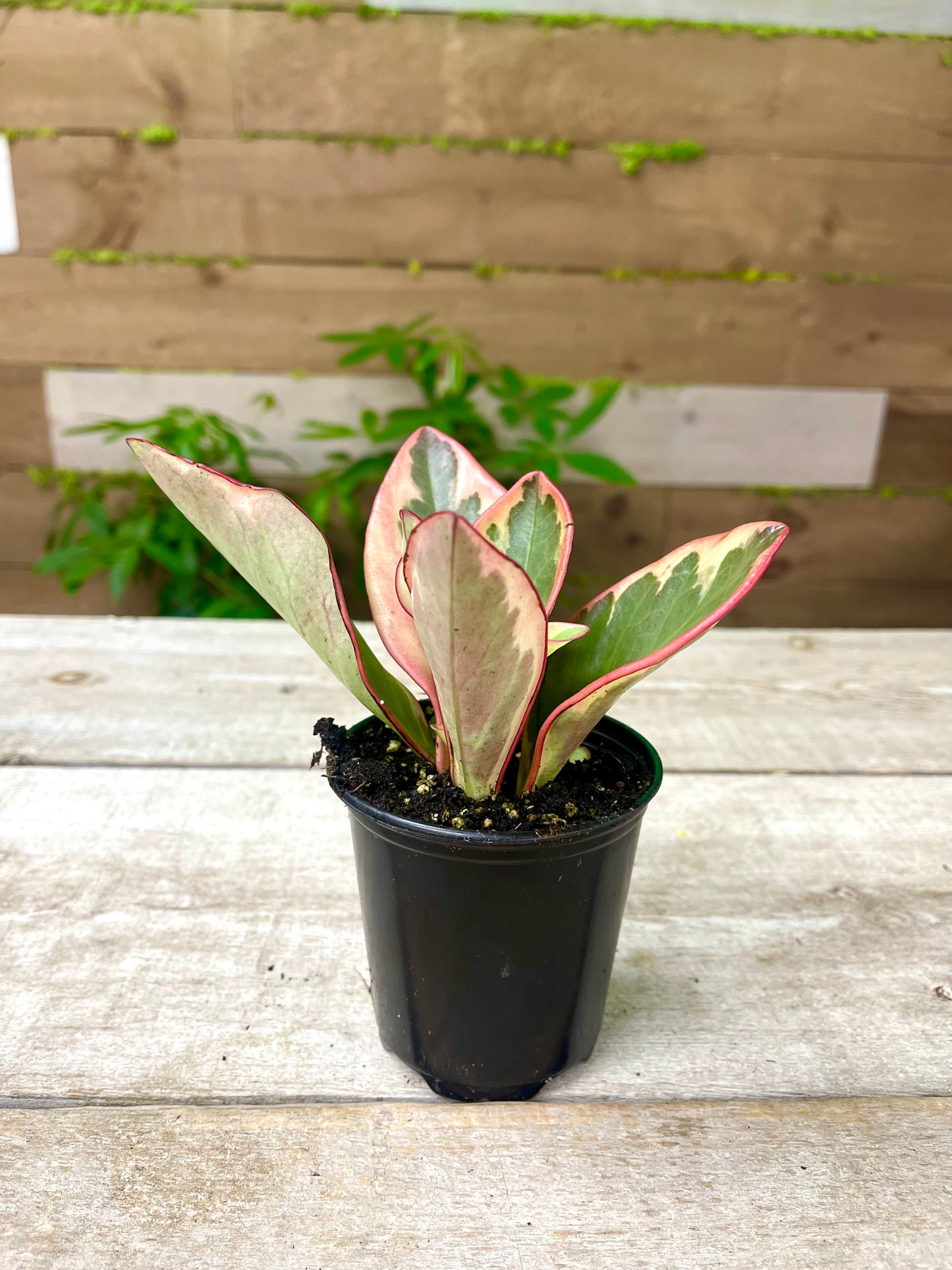 Peperomia Plant Bundle (Christmas Special) 🎄