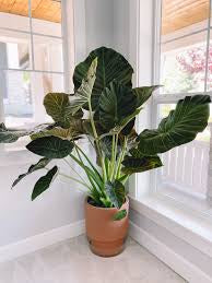 Alocasia Regal Shield (planter not included)