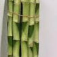 Lucky bamboo Dracaena straight