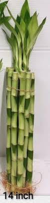 Lucky bamboo Dracaena straight