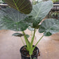 Alocasia Regal Shield (planter not included)