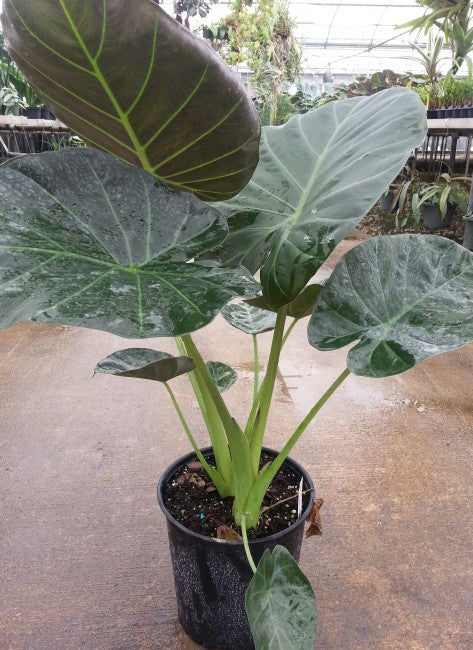 Alocasia Regal Shield (planter not included)