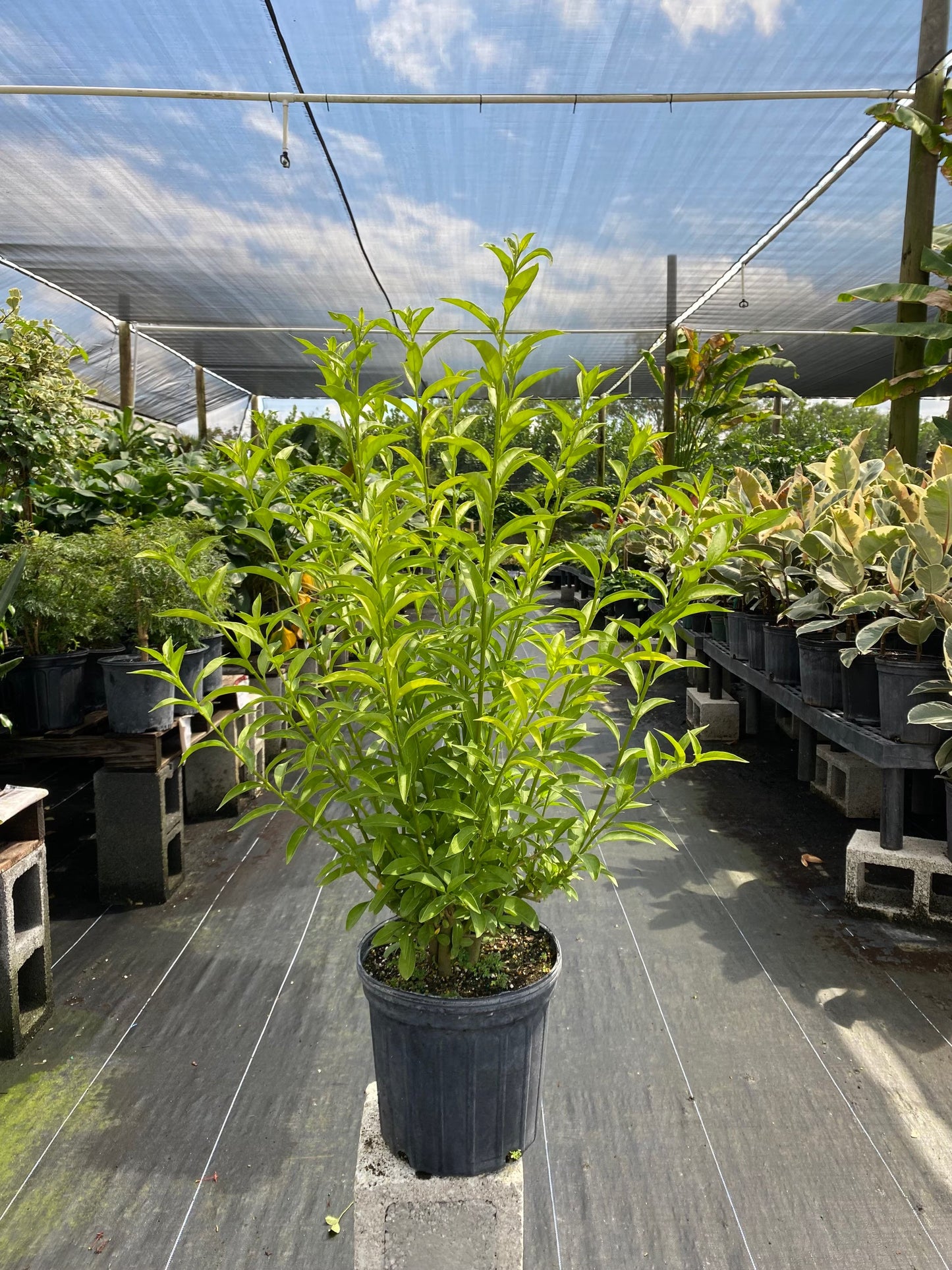 Cestrum Night Blooming Jasmine (grower pot)