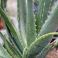 Organic Aloe Vera