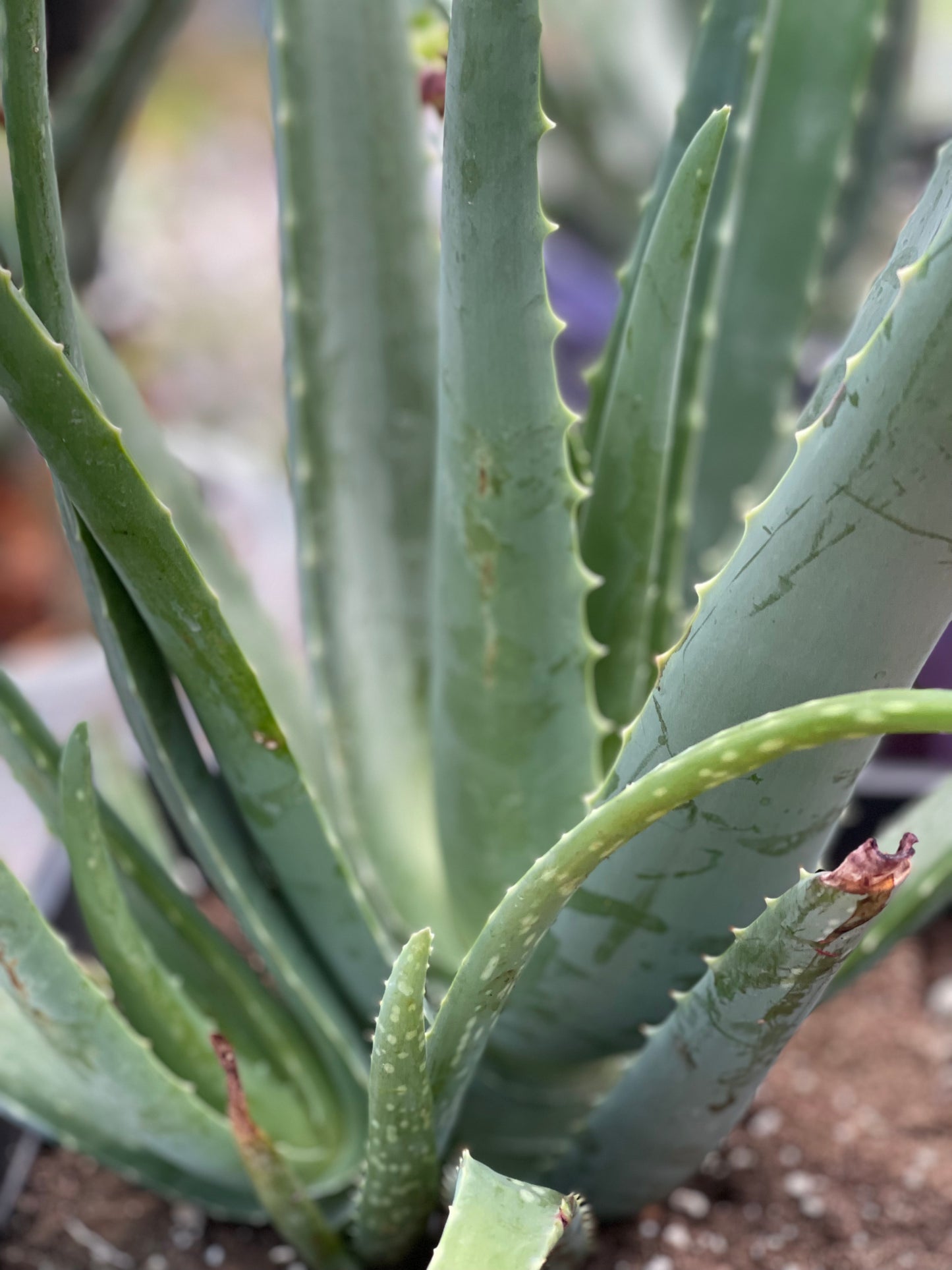 Organic Aloe Vera