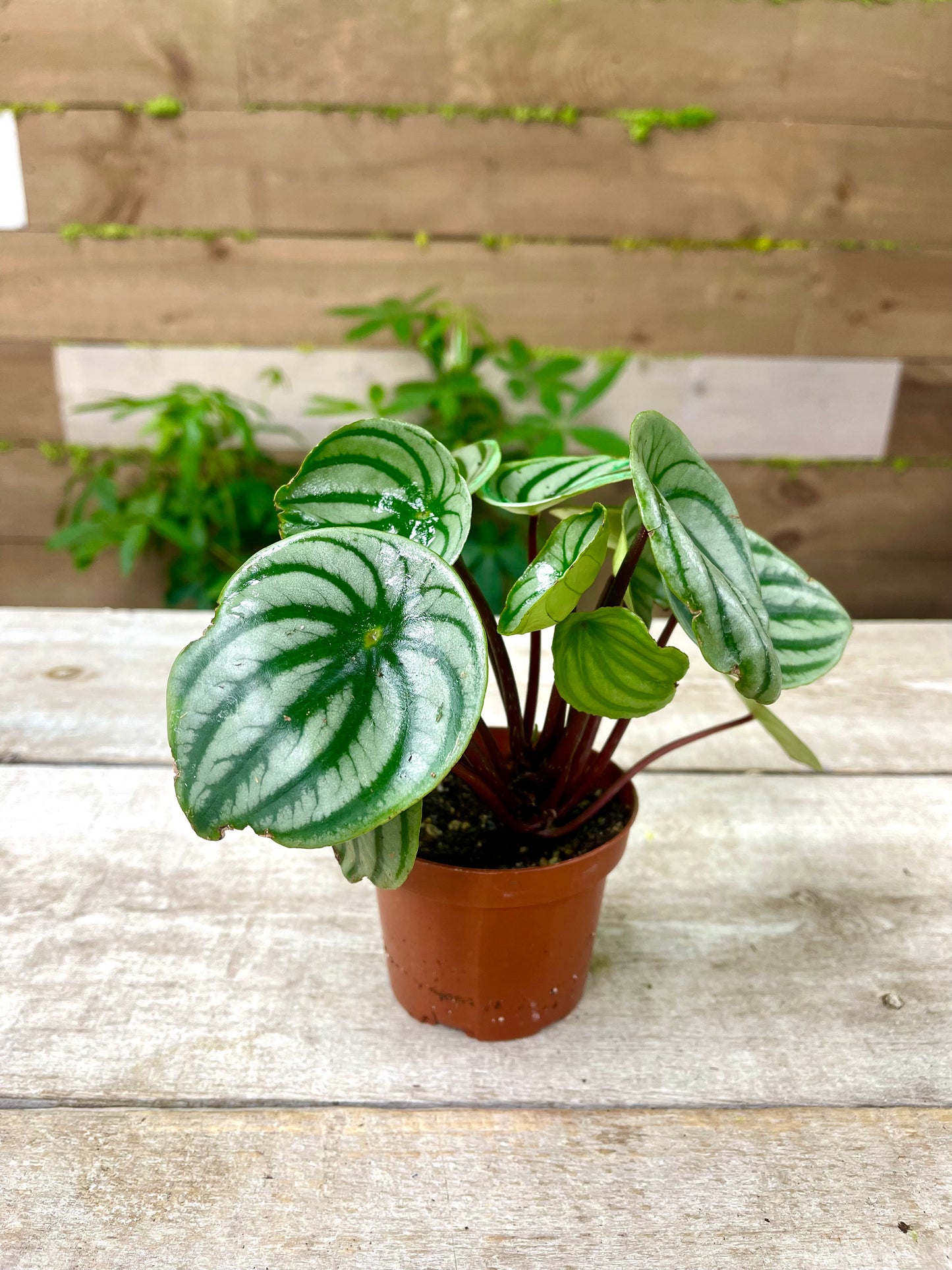 Peperomia Plant Bundle (Christmas Special) 🎄