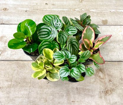 Peperomia Plant Bundle (Christmas Special) 🎄