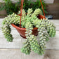 Burro's tail