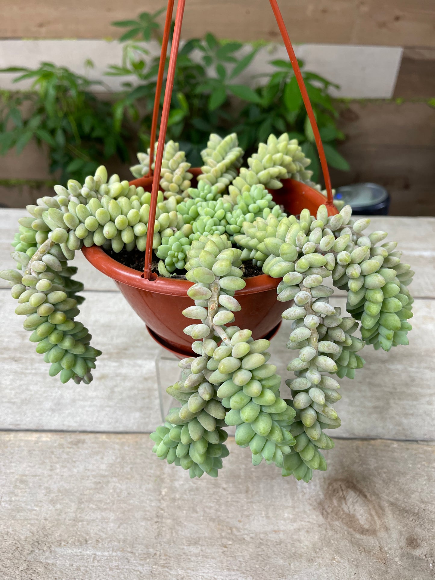 Burro's tail