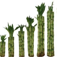 Lucky bamboo Dracaena straight