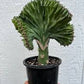 Crested /coral cactus 5”growing pot