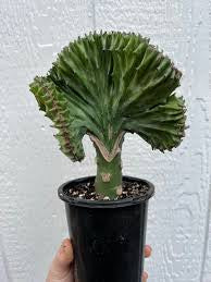 Crested /coral cactus 5”growing pot