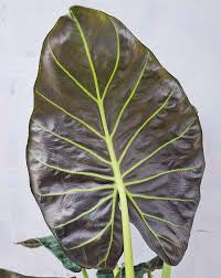 Alocasia Regal Shield (planter not included)