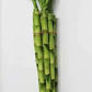 Lucky bamboo Dracaena straight