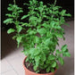 Holy Basil Tulsi growing pot