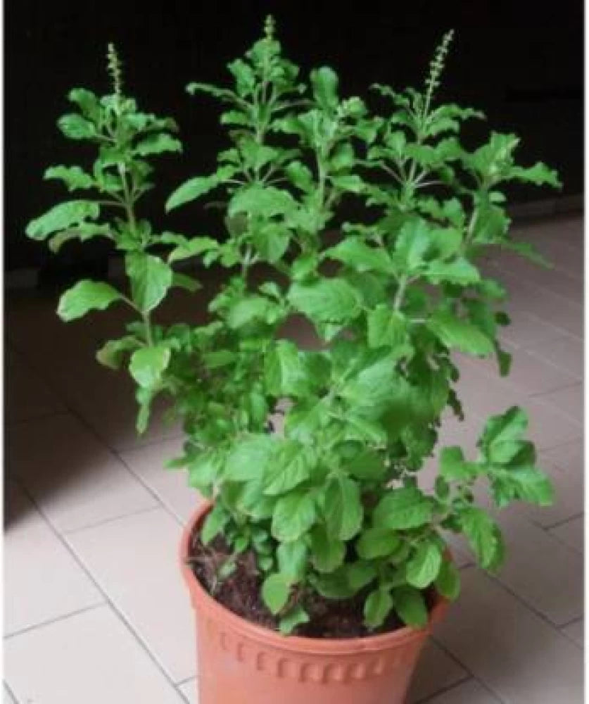 Holy Basil Tulsi growing pot