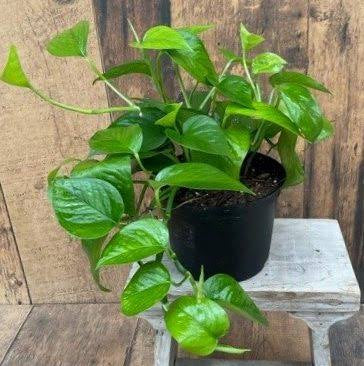 Pothos Green | Pothos Green (Gold)