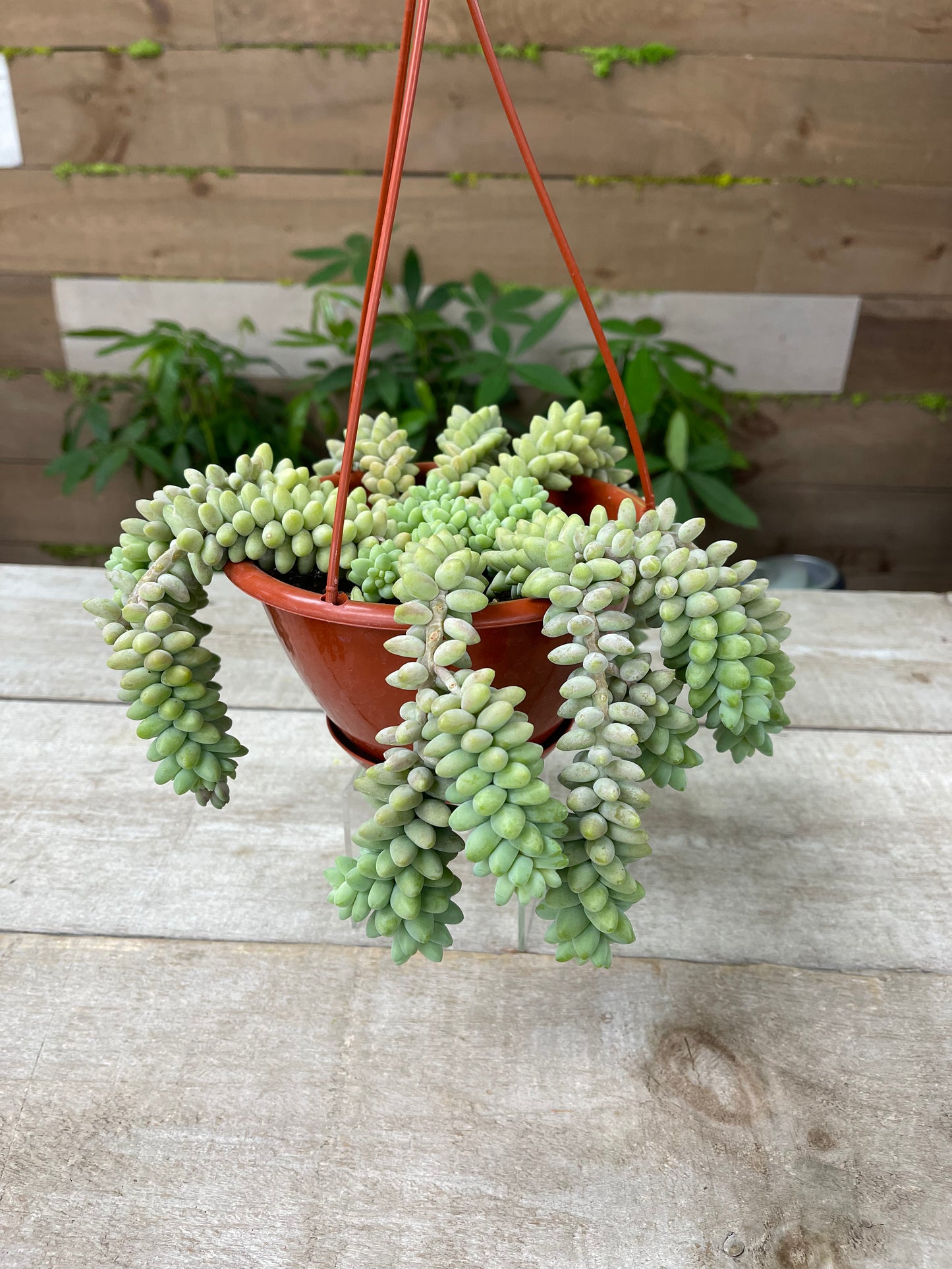 Burro's tail