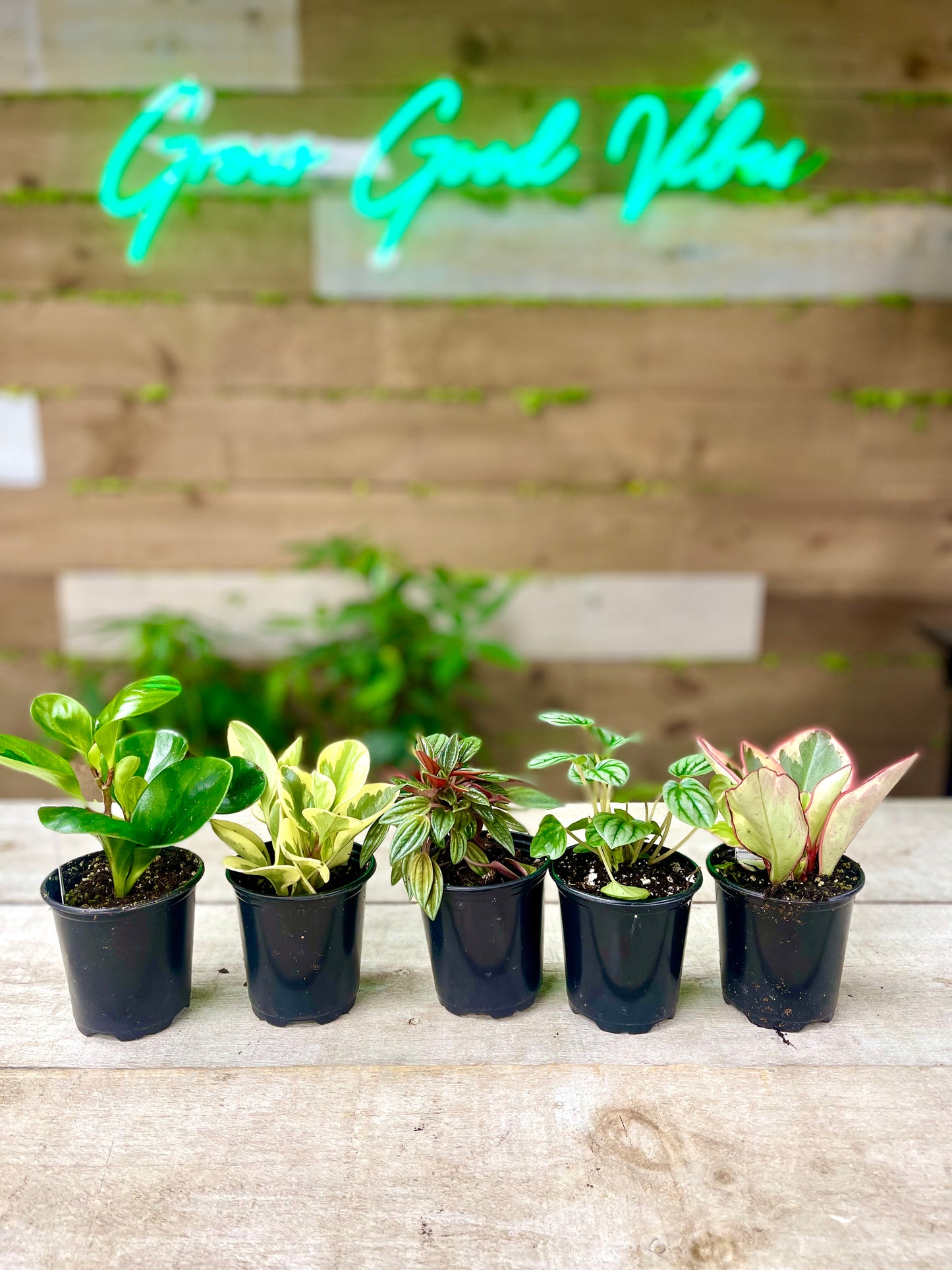 Peperomia Plant Bundle (Christmas Special) 🎄