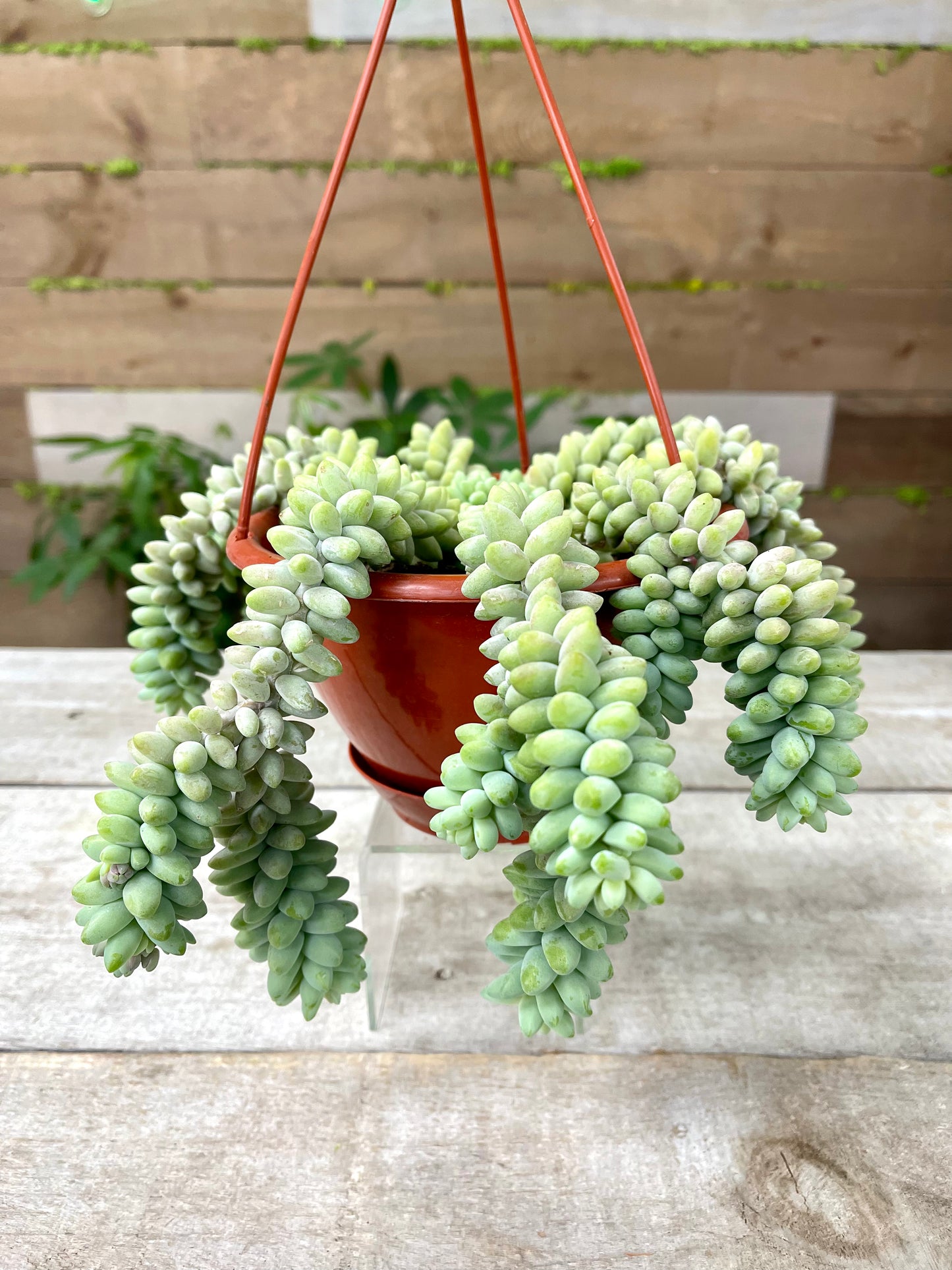 Burro's tail