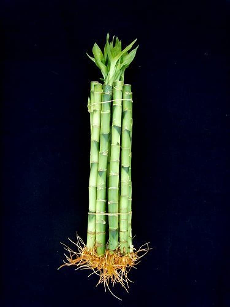 Lucky bamboo Dracaena straight