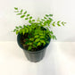 Curry leaf growing pot