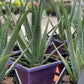 Organic Aloe Vera