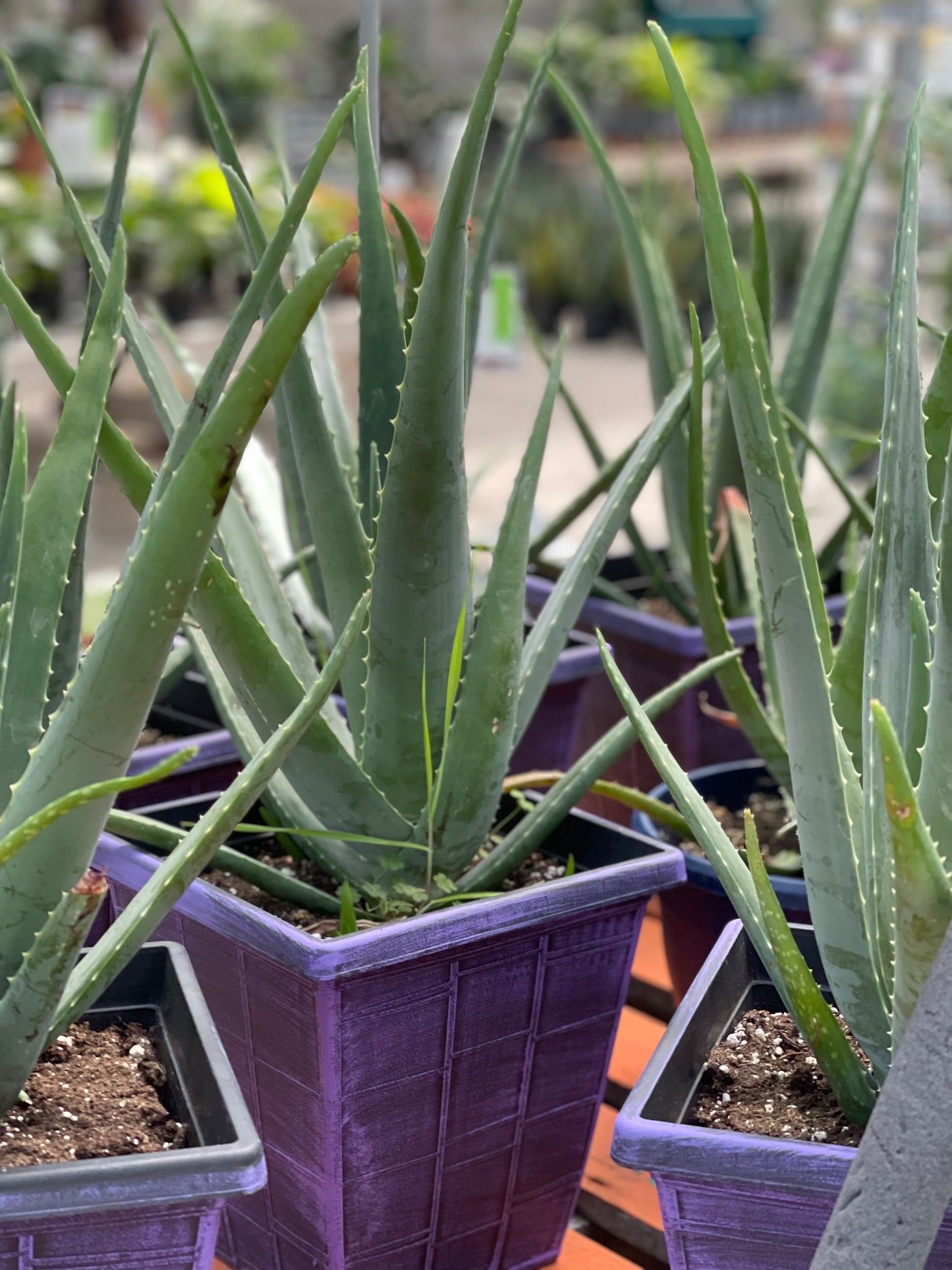 Organic Aloe Vera