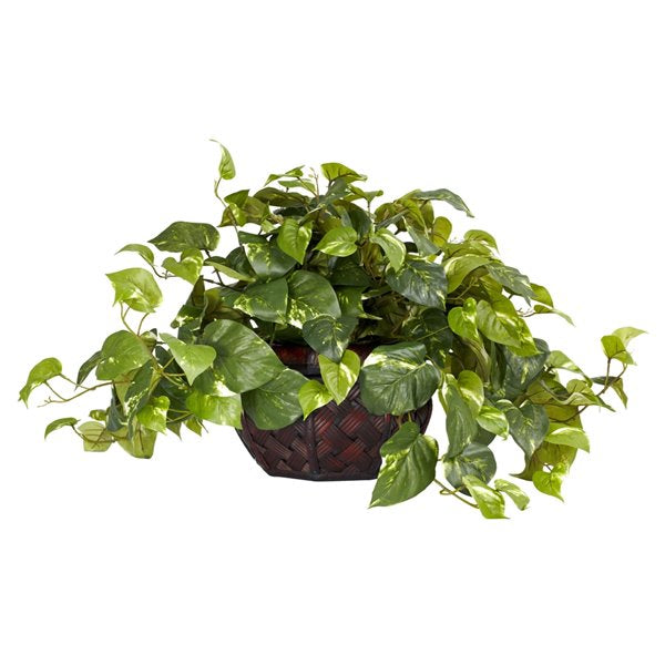 Pothos Green | Pothos Green (Gold)