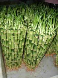 Lucky bamboo Dracaena straight