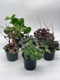 Peperomia Plant Bundle (Christmas Special) 🎄