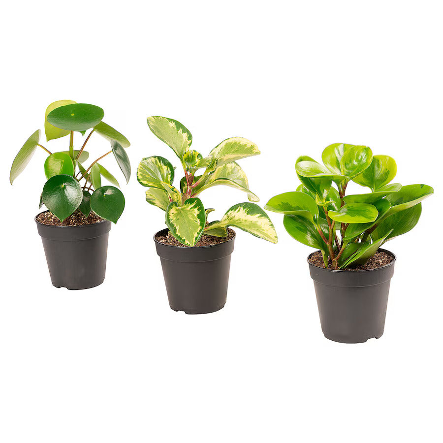 Peperomia Plant Bundle (Christmas Special) 🎄